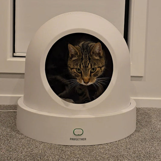 Winter's Coming. Is Your Cat Ready? Why every Kiwi cat needs a heated bed this season