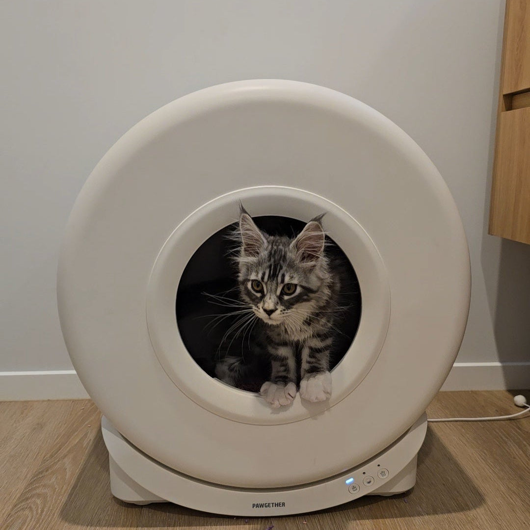 Cat peeking out from a white litter box on a wooden floor.